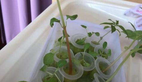 凤仙花苗的养护指南（学会如何正确养护凤仙花苗，让其健康茁壮成长）