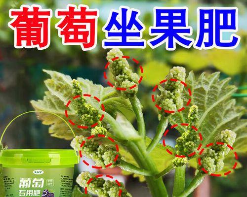 盆景葡萄的施肥技巧（掌握合适的施肥方法，让盆景葡萄茁壮成长）