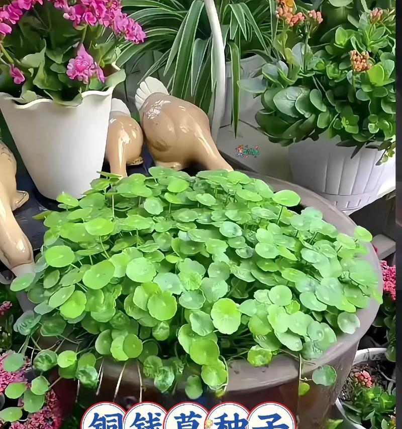 办公室花草，提升工作环境的秘密武器（以植物为媒介，打造舒适办公氛围）