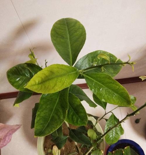 木兰花叶发黄的原因及治疗方法（探究木兰花叶发黄的根本问题，帮助您拯救您的花园）