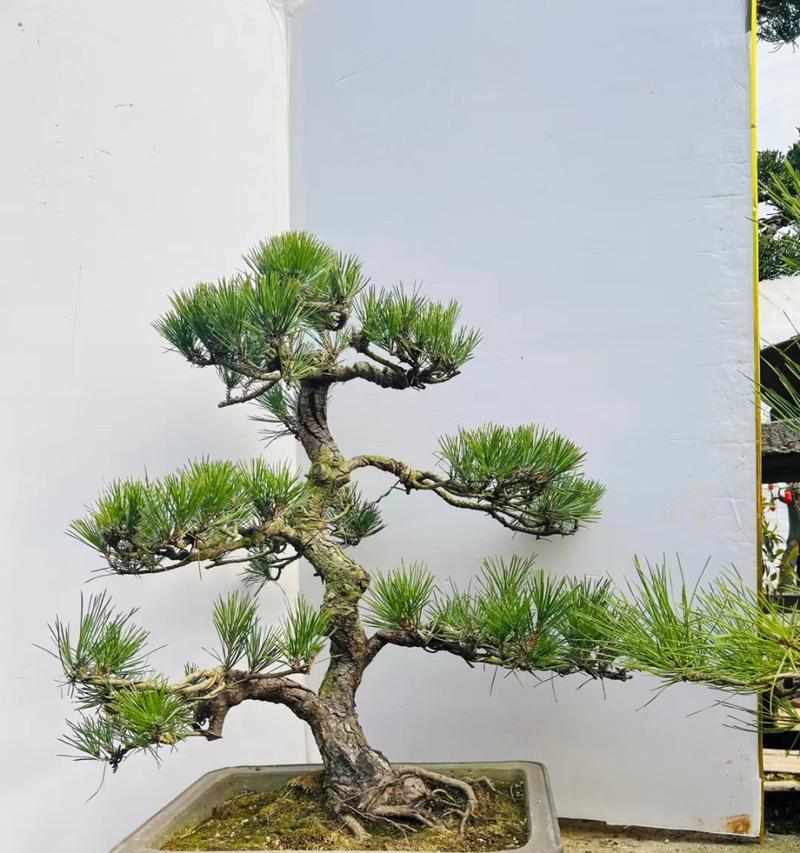 盆景黑松的养护指南（打造美丽盆景守护盆景黑松的健康成长）