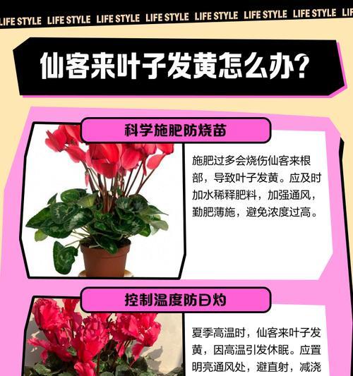 秋意浓，仙鹤黄叶舞（迎接秋天的仙境，仙鹤羽翼变黄）