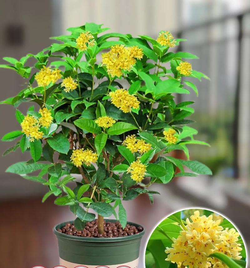 插枝能否让桂花树重新活起来？（探究桂花树插枝的可行性及注意事项）