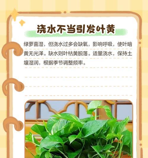 绿萝叶子为什么老是发黄？（探究发黄原因与解决方法）