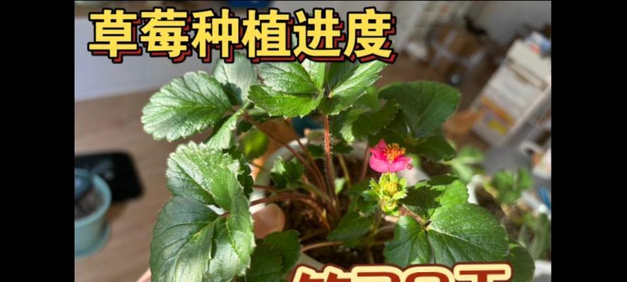 草莓盆栽种植的全攻略（如何在家里种植健康美味的草莓）