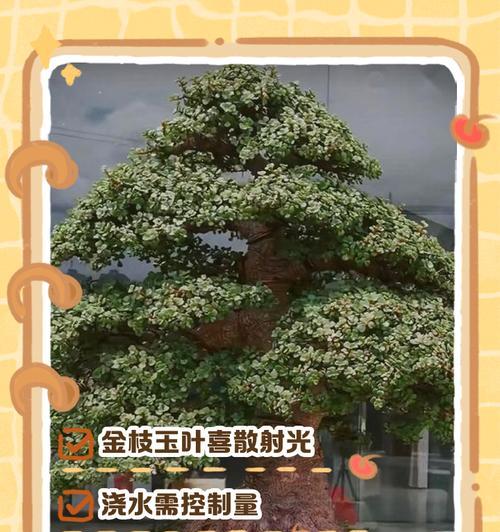 金枝玉叶的繁殖方法与注意事项（掌握这些技巧，让你的金枝玉叶繁衍蓬勃发展）