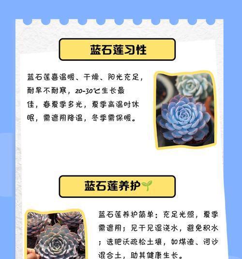 蓝石莲多肉养殖指南