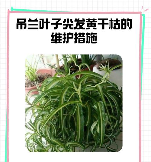 如何正确进行以吊兰黄叶换土（吊兰黄叶换土的步骤及注意事项）