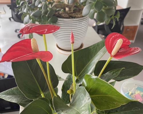 《以红掌在花期怎么养？》（红掌养护指南，打造绚丽花期）