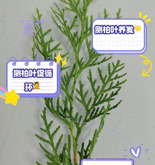 卷柏冬季卷起来了该怎么办？（如何保护卷柏不受冬季卷曲的影响）