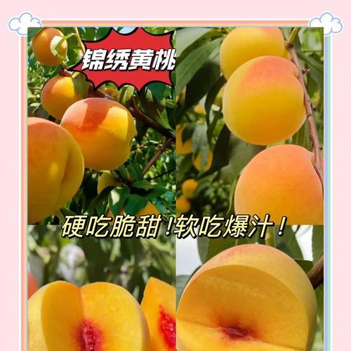 黄桃到底是热性还是凉性？（科学解读黄桃性质，健康饮食不容忽视。）