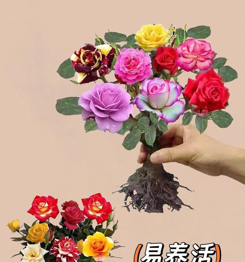 如何保存养好的玫瑰花（玫瑰花的保养技巧与方法）