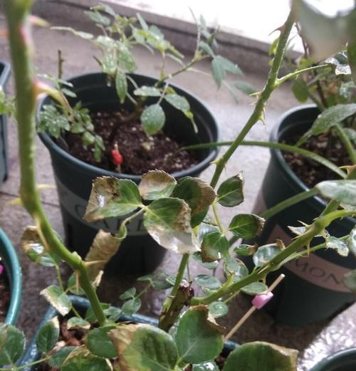 月季栀子发黑原因及解决方法（为何月季栀子叶片会出现黑色斑点？如何防治月季栀子发黑问题？）