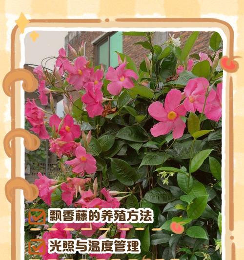 以双喜藤怎么种——培育美丽花园的秘诀（以双喜藤为主题，教你成功种植与护理）