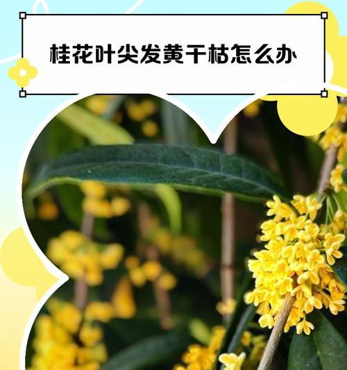 桂花黑叶尖是怎么回事？（揭秘桂花黑叶尖的成因及相关问题）