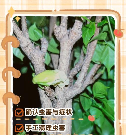 平安树遭遇虫害的原因及应对方法（揭秘平安树叶上的虫害，保护你的绿色家园）