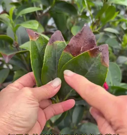 茶花的养护与种植技巧（打造美丽茶花园的秘诀）