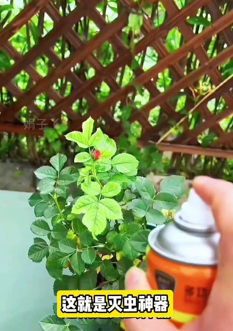 花卉养护技巧（花卉长虫应对指南，让您的花园焕发生机）
