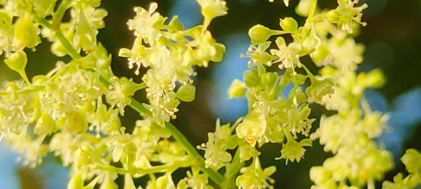 何首乌的开花（何首乌开花的特点和观赏价值）
