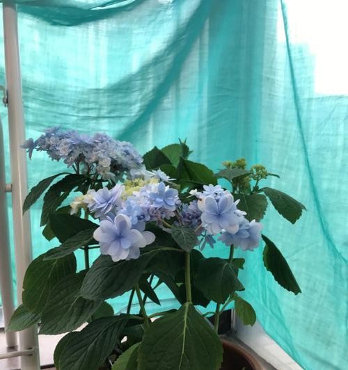 绣球花冬天的套袋方法（保护绣球花迎接寒冷冬季的奥秘）