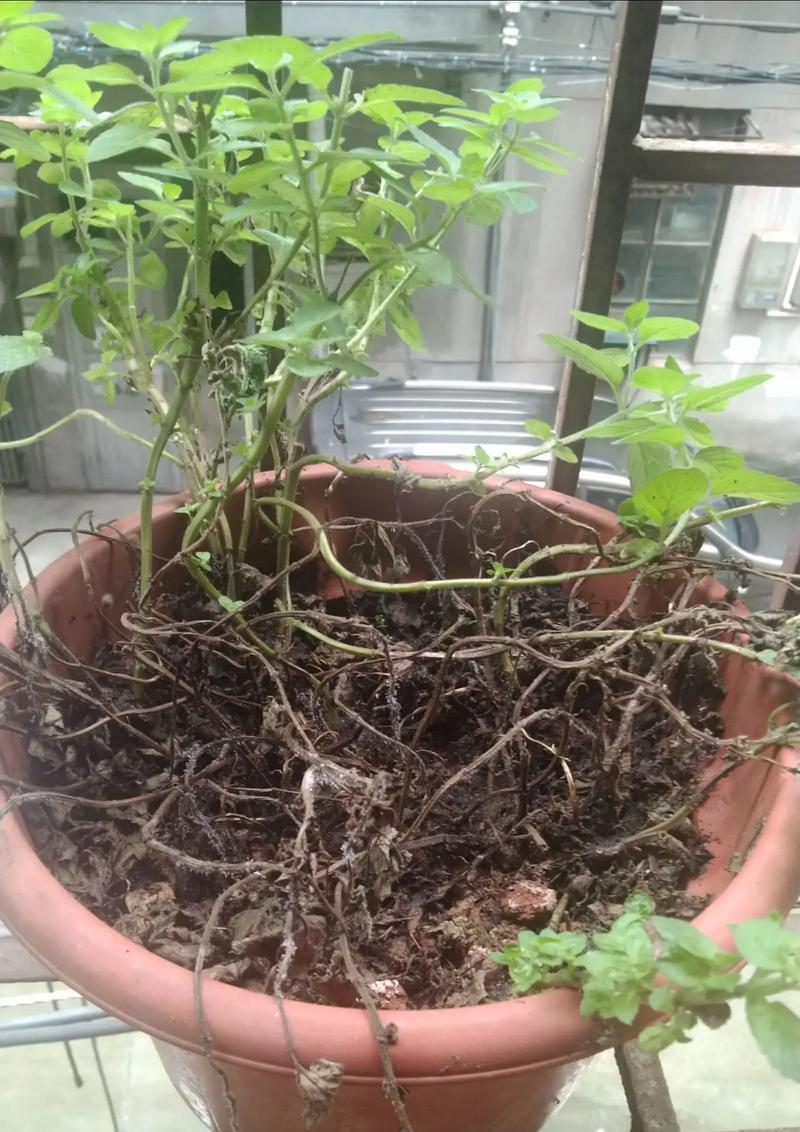 薄荷冬季生存问题（薄荷冬天会死吗？如何保护薄荷免遭冬季枯萎？）