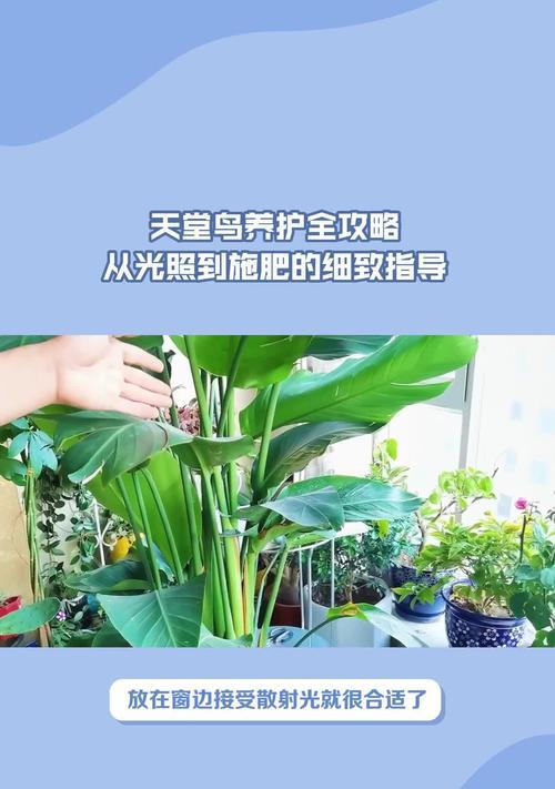 天堂鸟望鹤兰养护指南（打造绿意盎然的家居花园）