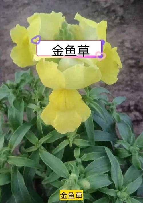 金鱼草为什么不开花？（探究金鱼草不开花的原因与解决方法）