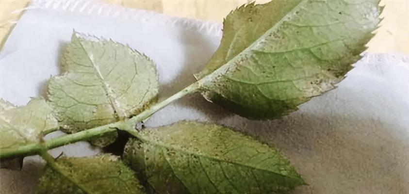 花叶子长虫子怎么办？（发现花叶子有虫子，应该采取哪些措施？）
