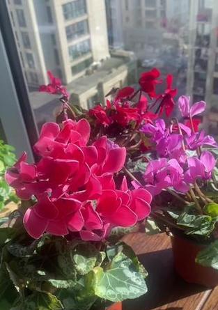 如何拯救干枯的叶子（掌握关键技巧，恢复植物的生机）