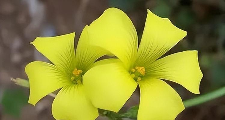 天天开心——揭秘幸福花的花语（探索幸福花的花语，了解快乐的秘密）