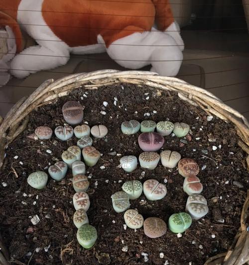 奇妙的生石花世界（探秘石花的成因与魅力）