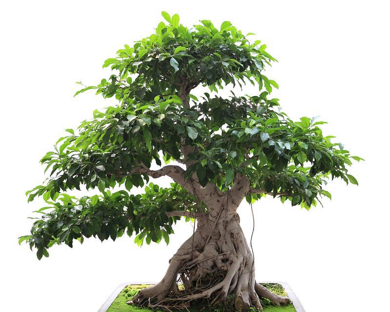 榕树盆景生根技巧与方法（培育健康榕树盆景的关键步骤与注意事项）