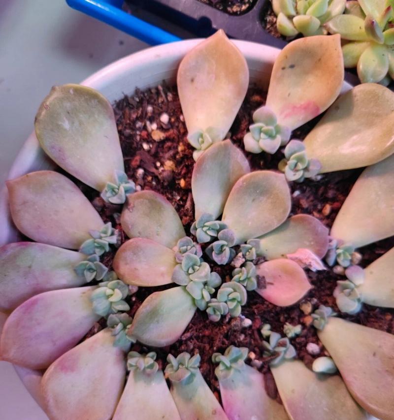 多肉叶插长芽的方法与技巧（掌握关键步骤，让多肉叶插长芽更成功）