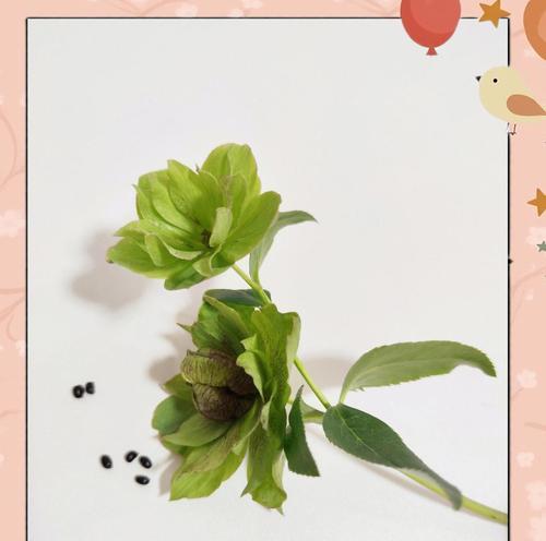 盆栽圣诞花养护指南（打造温馨圣诞节氛围的秘密武器）