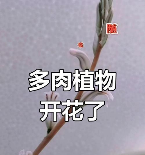 玉露多肉开花后的护理秘籍（解锁多肉花朵的成长密码）