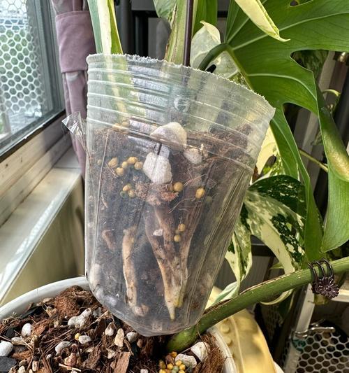 如何识别龟背竹是否烂根？（龟背竹烂根识别方法及注意事项）