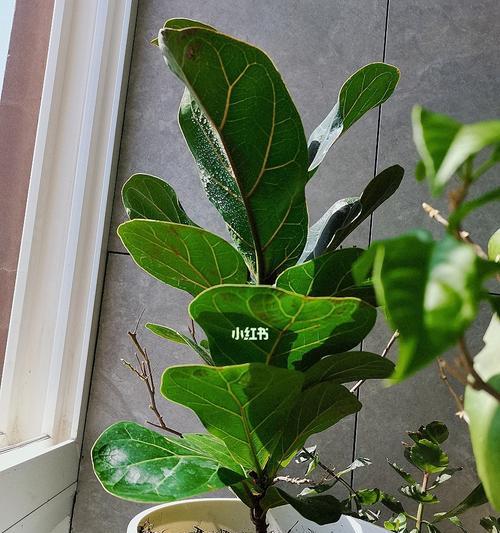 琴叶榕黄斑病的防治方法（琴叶榕黄斑病的症状、原因和有效的防治方法）