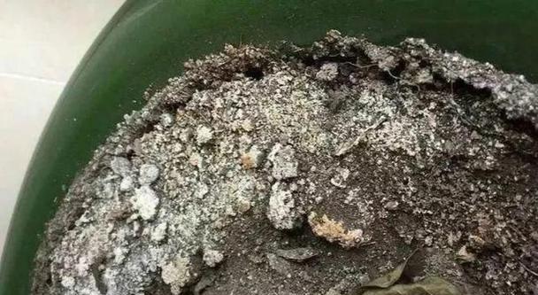 为何养花土表面会发绿？（揭开养花土表面绿色的奥秘）