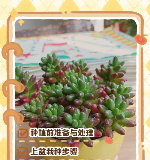 多肉小苗养护全攻略（快速让多肉小苗健康成长的秘诀）