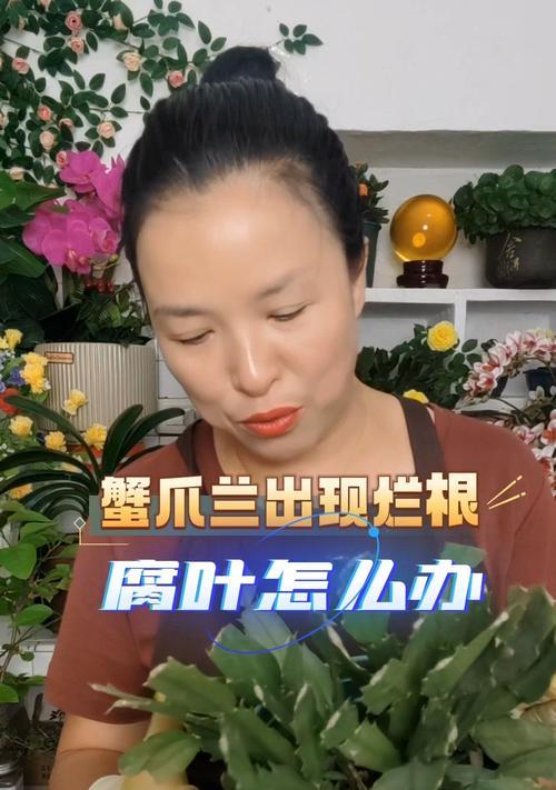 蟹爪兰休眠期烂根的处理方法（教你如何有效应对蟹爪兰休眠期出现烂根问题）
