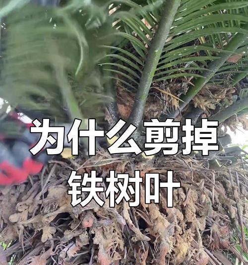 铁树剪枝时间的选择（春季剪枝优于其他季节）