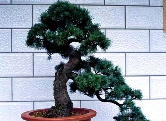 松树盆景的品种及选择（如何选择最适合的松树盆景品种？）