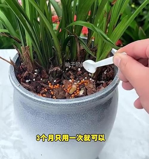 如何修剪兰叶子以促进生长？（掌握关键技巧，让兰叶子茁壮成长）
