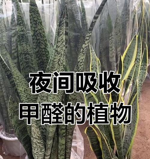 虎尾兰适合放卧室吗？（探究虎尾兰在卧室内的适应性及注意事项）