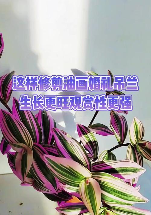 如何正确修剪吊兰？（掌握关键技巧，让吊兰更健康茂盛）