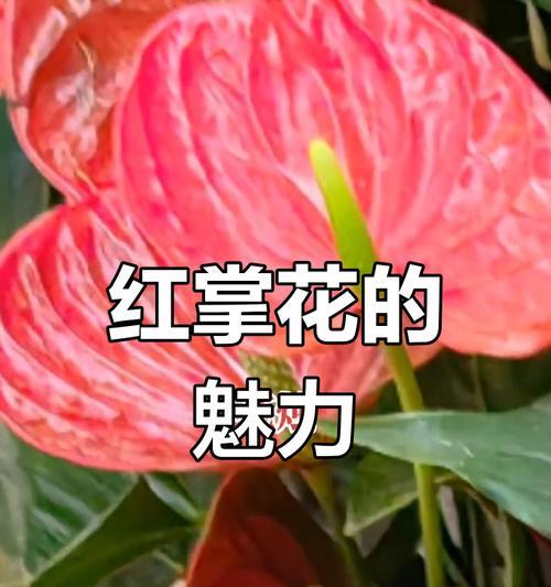 红掌花的种植技巧（打造美丽花园的小秘籍）