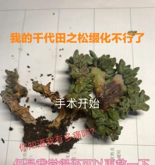 千代田之松的上盆时间和养护方法（如何让千代田之松在盆中茁壮成长？）