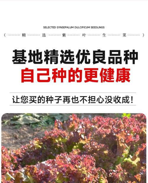 探究生菜种子的生成过程（了解生菜种子的形成及培育方法）