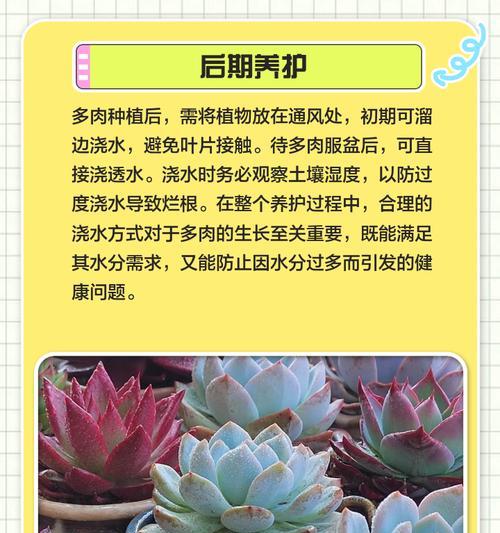 从多肉晾晒到种植，一步步教你如何养活你的多肉植物（多肉植物种植技巧，让你的植物充满生机）
