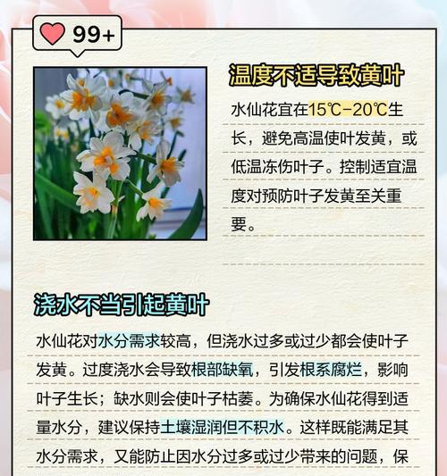 水仙叶发黄原因及解决方法（探究水仙叶发黄的因素以及有效的修复方法）